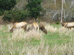 Elks